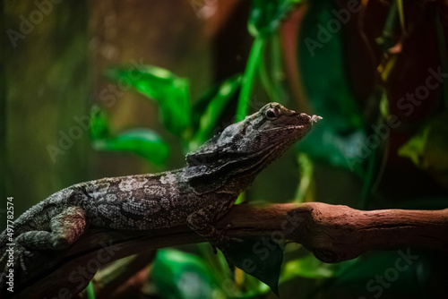 A lizard in a terrarium. The texture of the reptile's skin.