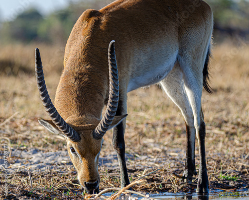 Gorgeous Red Lechwe Antelope Drinking in Marsh