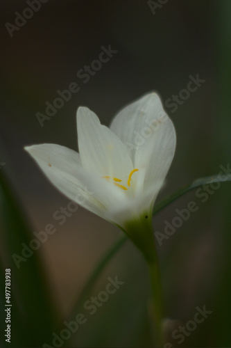 white flower