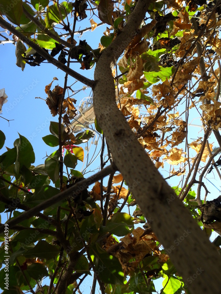 tree in autumn tree in autumn