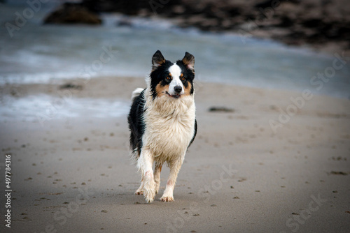 Photos Australian Shepherd