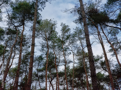 pine tree tops  low angle view