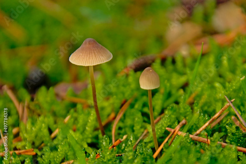 Yellowleg mushrooms on the forest floor - Mycena epipterygia