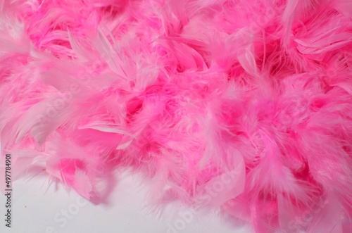 Pink feathers on white background