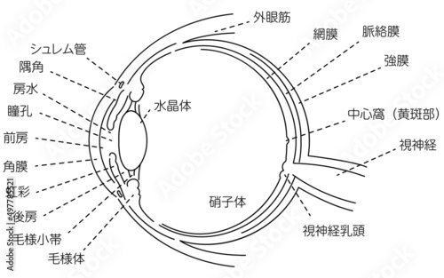 眼球の図解イラスト（線画）