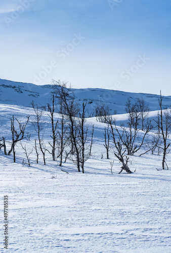 Birch trees in the snow covered landscape of Swedish Lapland. photo