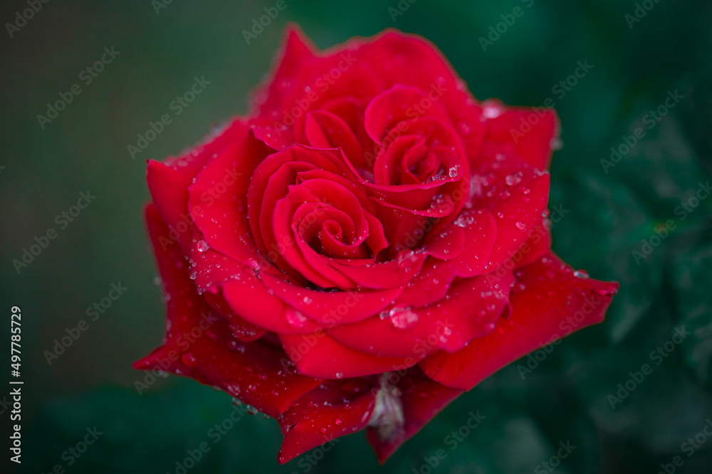 red rose with water drops red rose with water drops