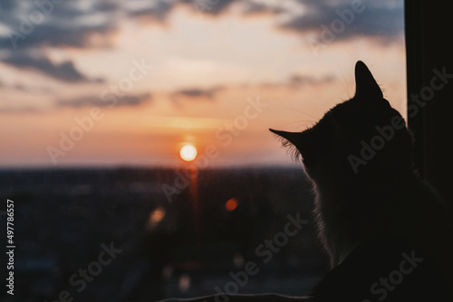 Beautiful sunset and cat. Silhouette of cute kitty looking at sun and clouds in sky through window