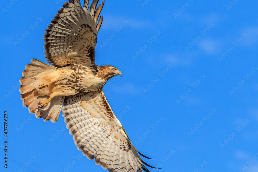 Fototapeta premium Red-tailed Hawk (Buteo jamaicensis) in flight