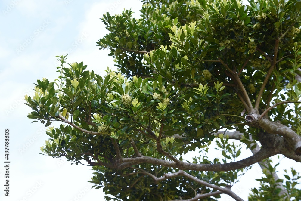 Ilex integra flowers. Dioecious Aquifoliaceae evergreen tree. Flowering season is from April to May. Ilex integra flowers. Dioecious Aquifoliaceae evergreen tree. Flowering season is from April to May.