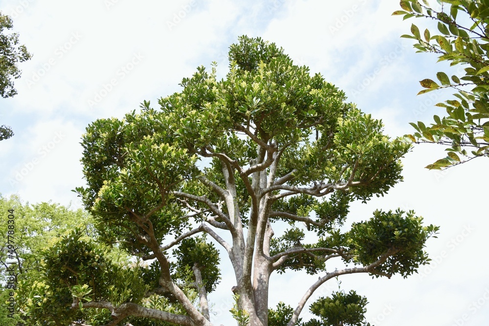 Fototapeta premium Ilex integra flowers. Dioecious Aquifoliaceae evergreen tree. Flowering season is from April to May.