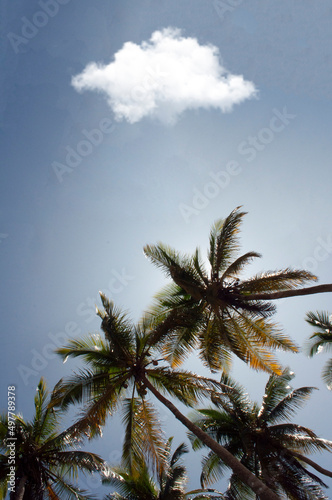 palm trees against blue sky