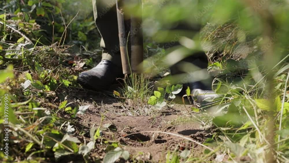 Landscaping the planet. Forester plant a young oak seedling. Global warming