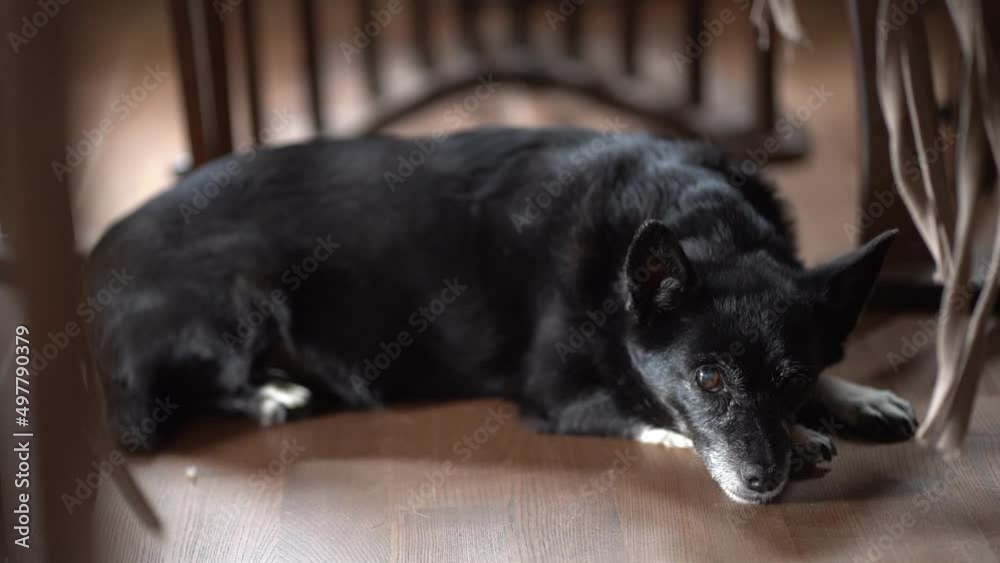 A beautiful old half-breed dog looks straight into the camera, lying on the floor.A black mutt with long nails on a dark background in the room. High quality FullHD footage A beautiful old half-breed dog looks straight into the camera, lying on the floor.A black mutt with long nails on a dark background in the room. High quality FullHD footage