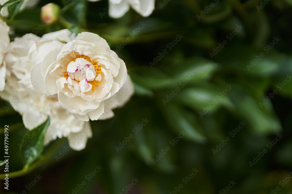 Flowers side view with space to copy. Close-up of white peonies against a background of green leaves blooming in the garden. High quality photo Flowers side view with space to copy. Close-up of white peonies against a background of green leaves blooming in the garden. High quality photo