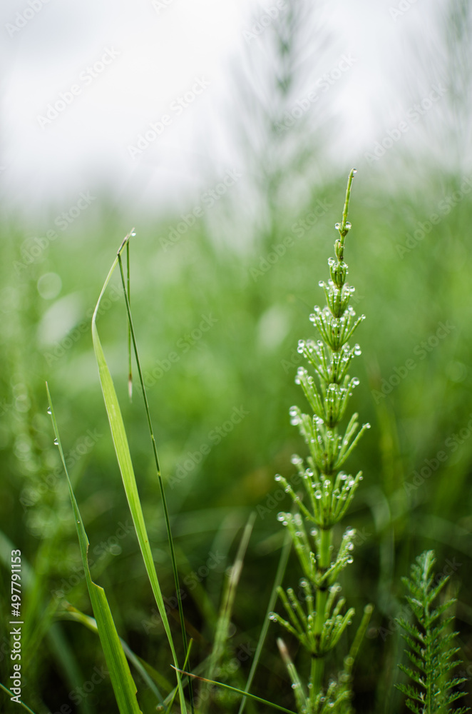 Green horsetail outdoors grows in the morning with dew