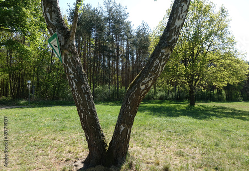 Birke mit Schild 'Naturschutzgebiet'