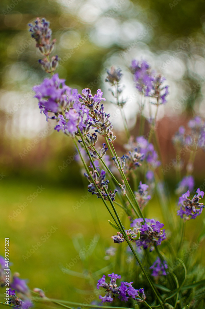 Obraz premium Gentle purple lavender flowers grow on the field outdoors for a bouquet