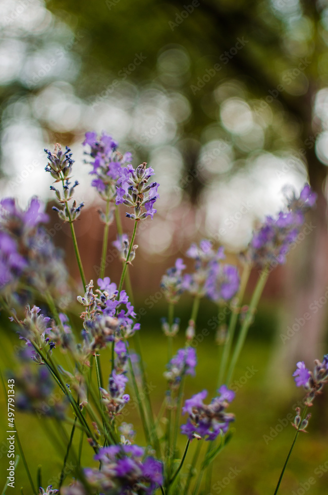 Gentle purple lavender flowers grow on the field outdoors for a bouquet