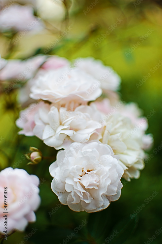 Beautiful fresh roses grow outdoors in the summer Beautiful fresh roses grow outdoors in the summer