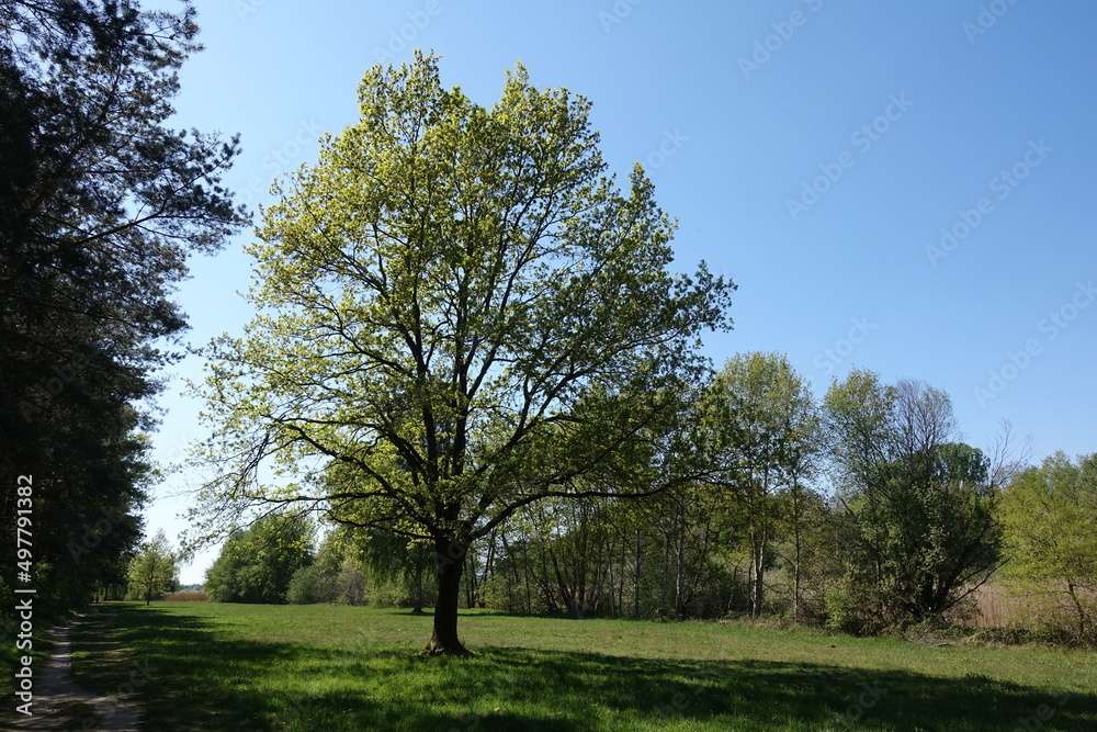 Bauzm auf einer Wiese im Frühling Bauzm auf einer Wiese im Frühling