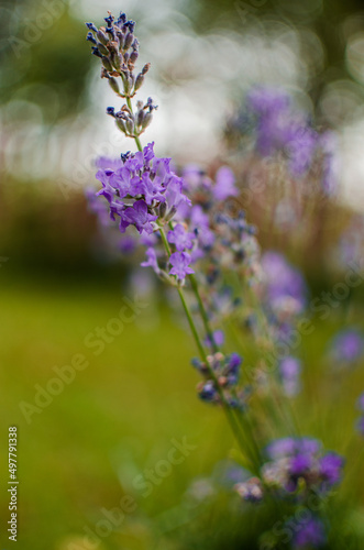 Gentle purple lavender flowers grow on the field outdoors for a bouquet