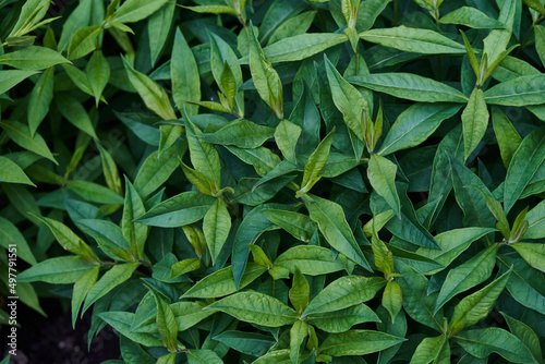 Background leaves. The leaves of the phlox are dark green. High quality photo