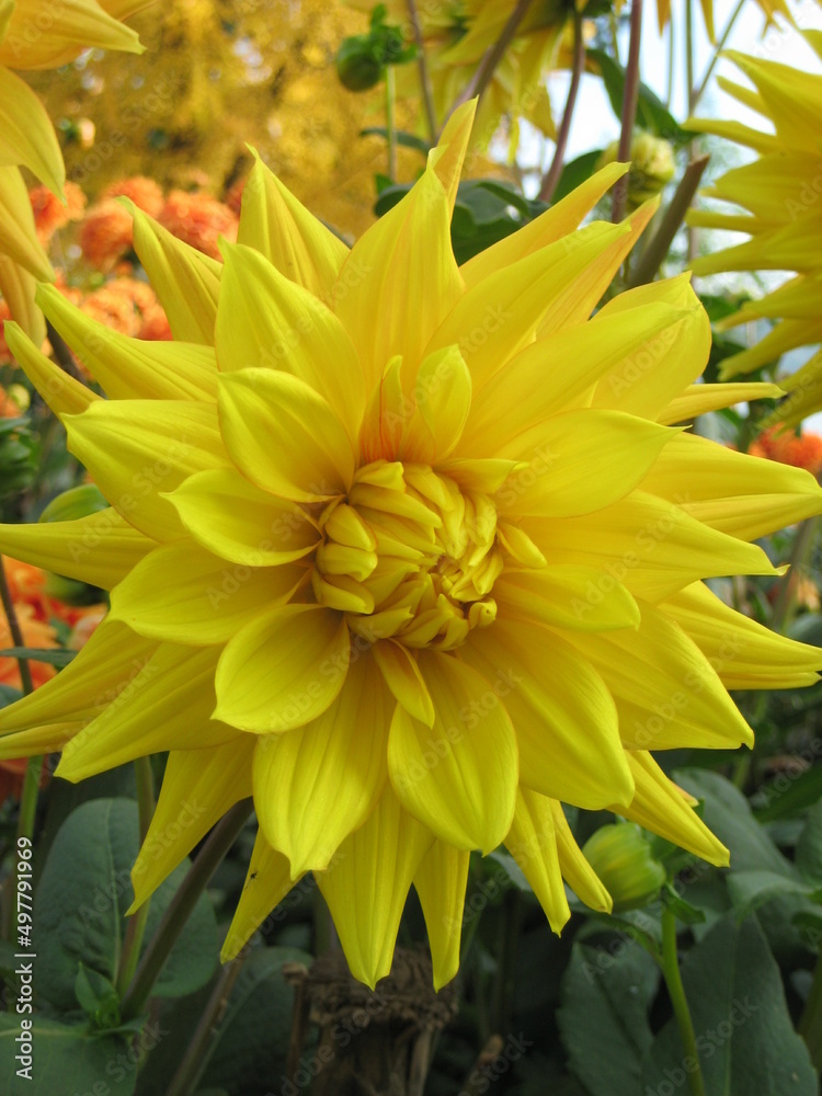 Blüte Blume Blüte Blume