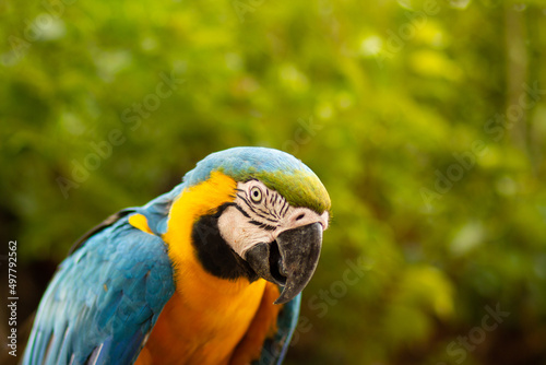 Close up Arara azul e amarela do Brazil