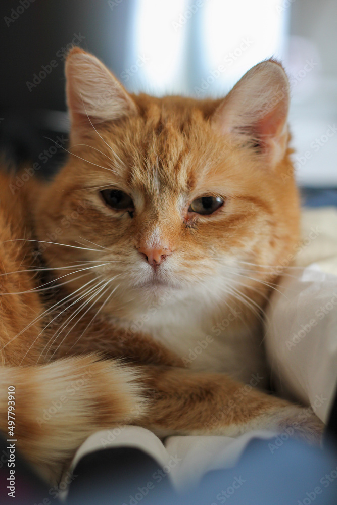 Obraz premium cat on a bed