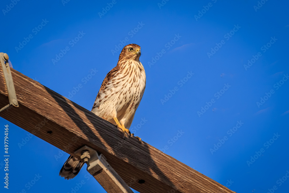 Juvenile Cooper's Hawk (Accipiter cooperii) Perched on a Post Juvenile Cooper's Hawk (Accipiter cooperii) Perched on a Post