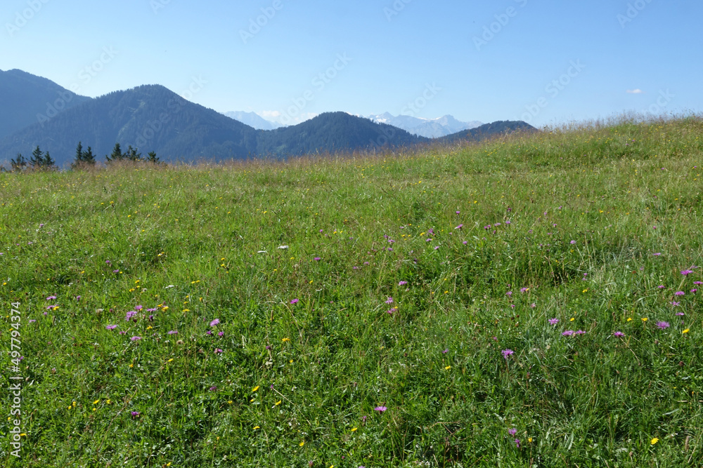 Wiese auf dem Alpwegkopf