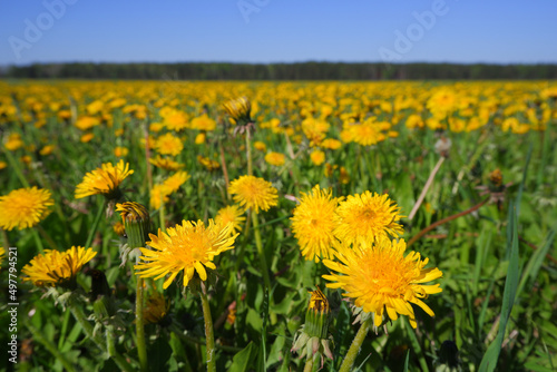 A field of yellow dandelions stretching to the horizon.