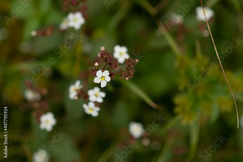 Flores 