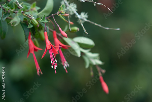 Flores 