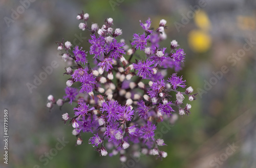 Flores 