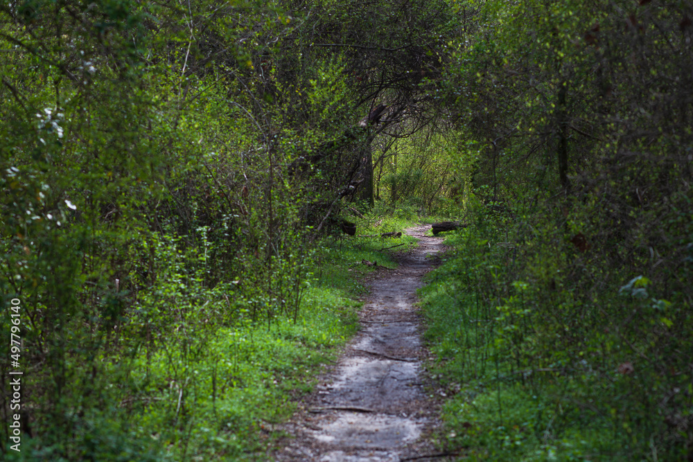 Hiking trail thought the woods Hiking trail thought the woods