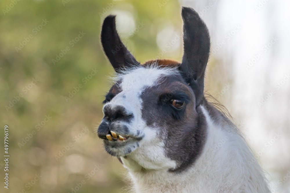 Llama Face Only a Mother Llama Could Love Llama Face Only a Mother Llama Could Love