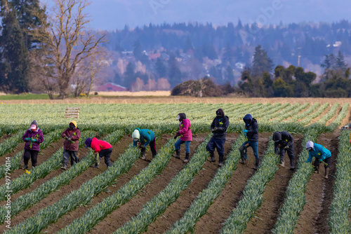 Seasonal Workers Harvest Cut Daffodils in Rows