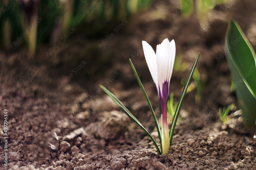 Crocuses. Planting, care, soil, flowers, growers, garden plant. Crocuses. Planting, care, soil, flowers, growers, garden plant.