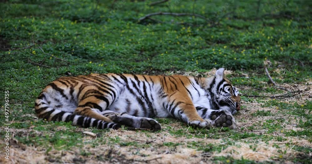 A tiger sleeping in the forest A tiger sleeping in the forest