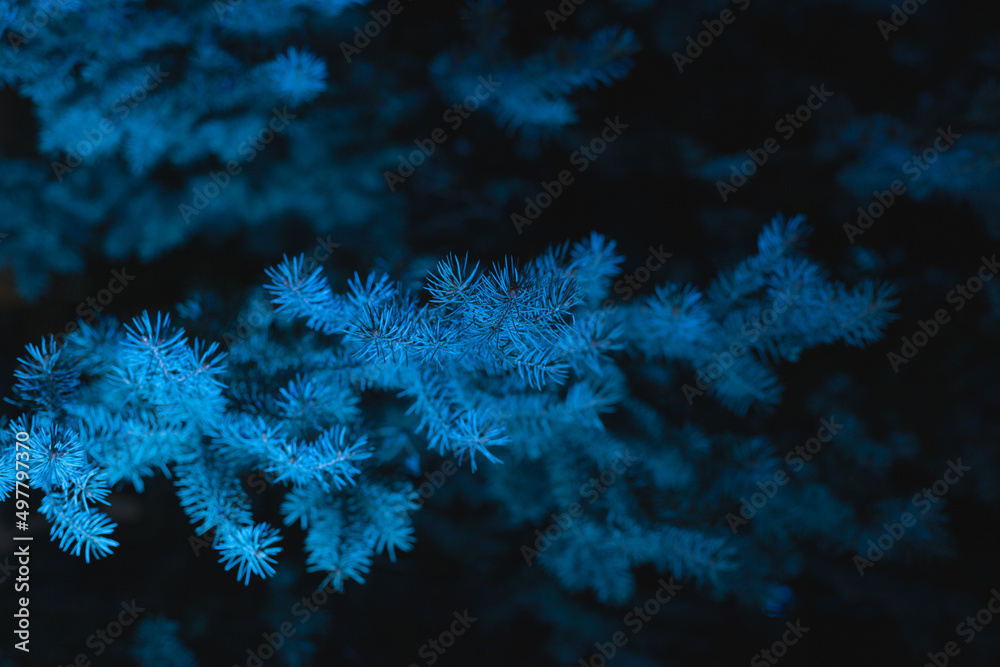 Fototapeta premium Neon turquoise blue light on a coniferous fir tree at night - natural neon style background and wallpaper