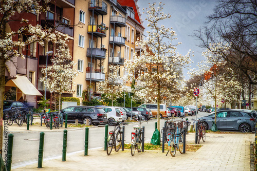 Magnolienbäume während der Blüte in der Stadt © Manuela