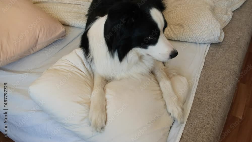 Funny cute puppy dog border collie lying on pillow blanket in bed. Do not disturb me let me sleep. Pet dog lying nap sleeping at home indoors. Funny pets animals life concept Funny cute puppy dog border collie lying on pillow blanket in bed. Do not disturb me let me sleep. Pet dog lying nap sleeping at home indoors. Funny pets animals life concept