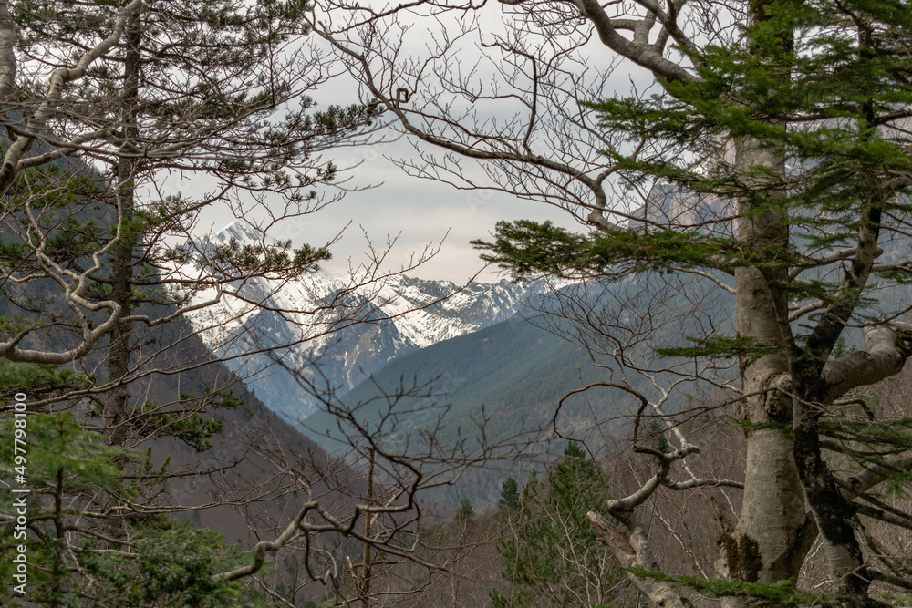 Snowy landscape between mountains and pine trees in the Pyrenees on a winter day Snowy landscape between mountains and pine trees in the Pyrenees on a winter day