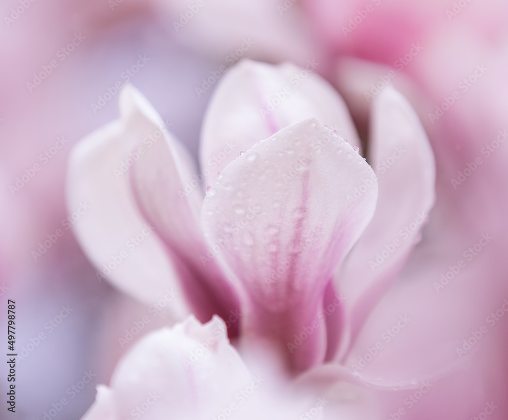 close up of  a magnolia flower with rain drops