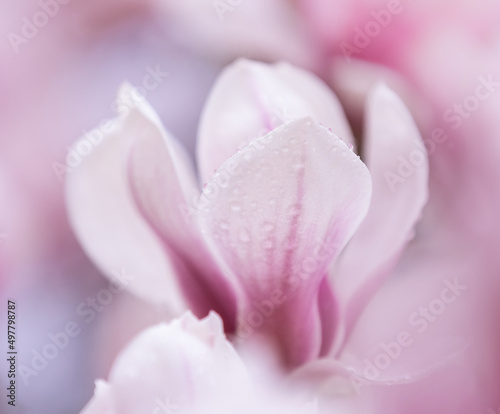 close up of  a magnolia flower with rain drops