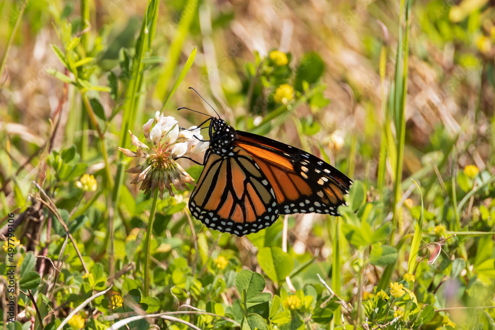 Fototapeta premium Monarch butterfly on white clover flower
