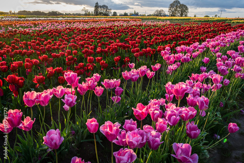 tulip field in spring © Steve