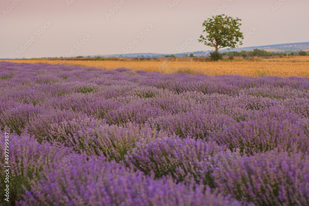 Beautiful landscape with rows of purple lavender bushes